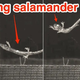 Imagen para el artículo titulado El vídeo más increíble que vas a ver hoy: una salamandra en posición de paracaidismo en caída libre